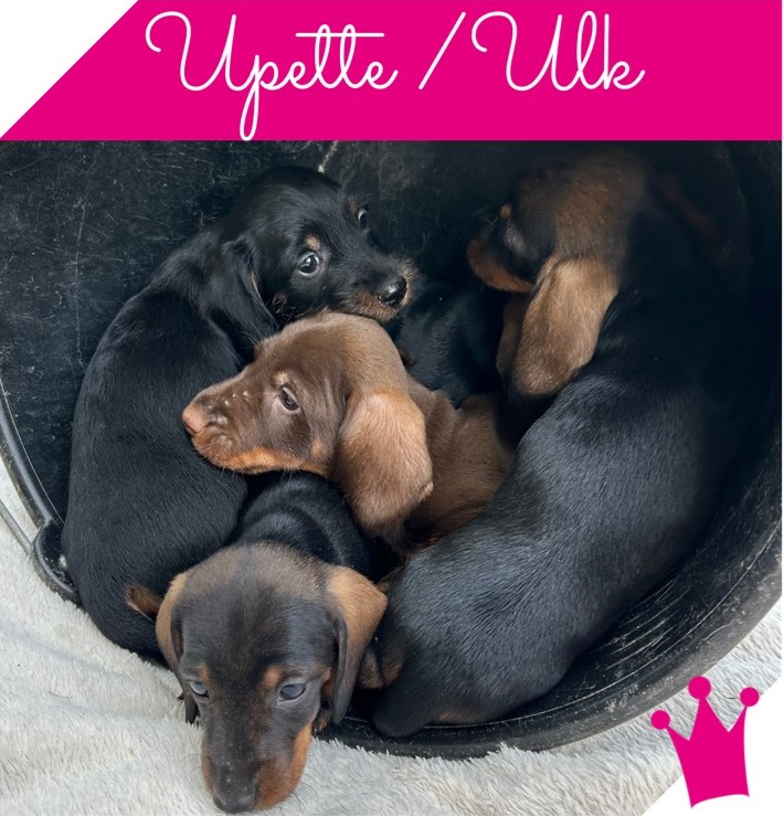 Naissance le 7 juillet 2025 de 5 chiots males à poils durs