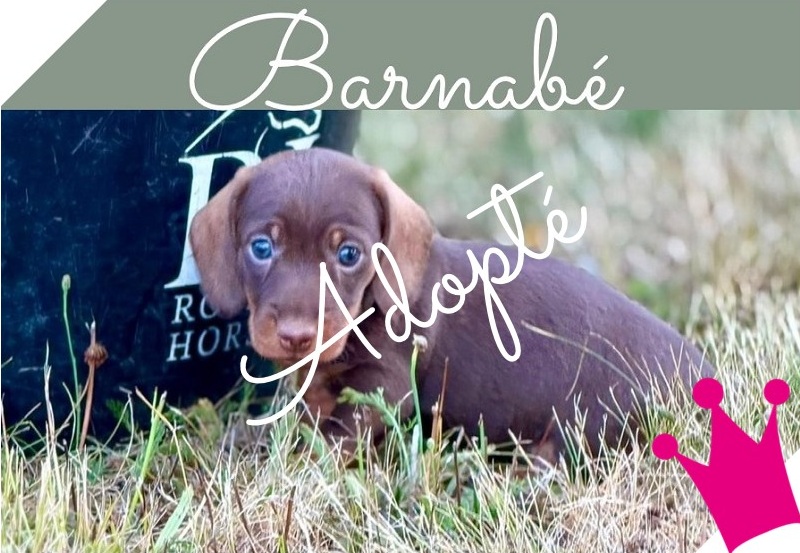 Barnabe