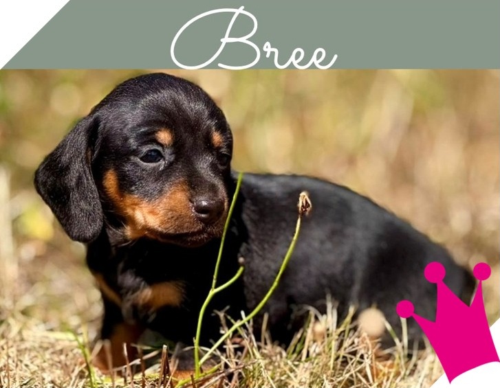 Bree